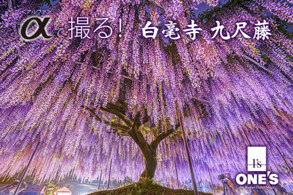 白毫寺,a7rii,sel1635z,九尺藤,藤,ライトアップ