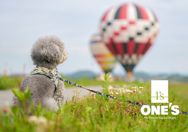 熱気球,トイプードル,α7RII,SAL2470Z