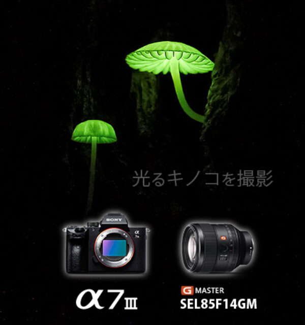α7III,SEL85F14GM,ILCE-7M3,光るキノコ,神戸市,作例,レビュー,撮り方,シイノトモシビタケ