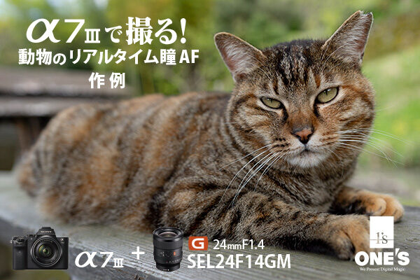 α7iii,a7iii,ilce-7m3,動物のリアルタイム瞳AF,SEL24F14GM,作例,ねこ,猫