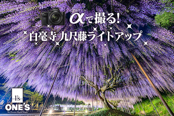 白毫寺,九尺藤,ライトアップ,α＜アルファ＞デジタル一眼カメラ,sel1224g