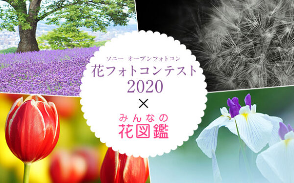 ソニー,オープンフォトコン,花フォトコンテスト