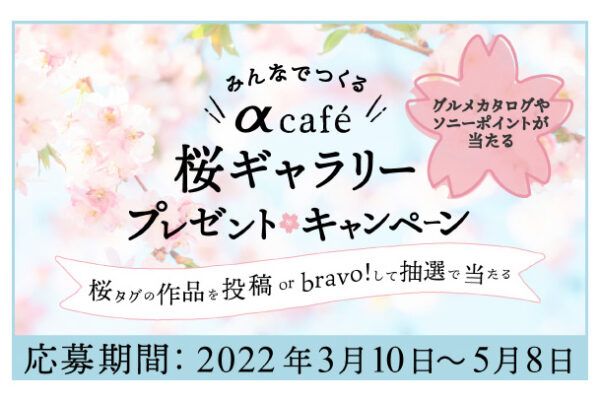 αcafe,桜ギャラリー