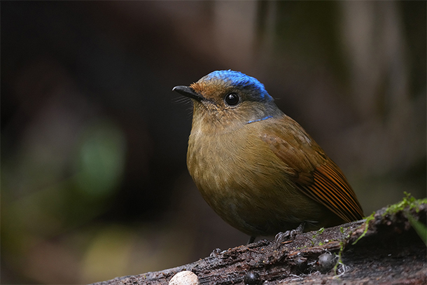 SEL400800Ｇ,FE 400-800mm F6.3-8 G OSS,Ｇレンズ,α＜アルファ＞,望遠レンズ