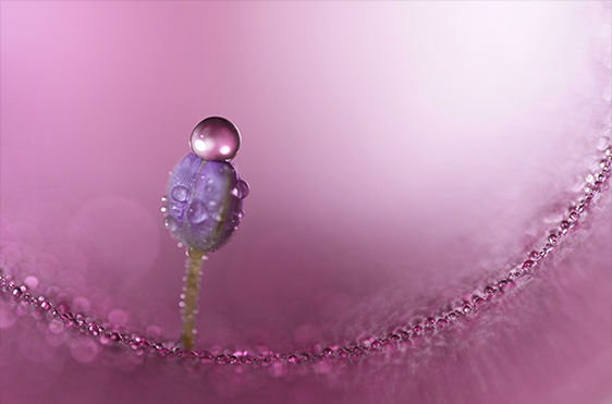 FE 100mm F2.8 Macro GM OSS,SEL100M28GM,マクロレンズ
