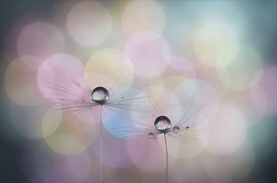 FE 100mm F2.8 Macro GM OSS,SEL100M28GM,マクロレンズ
