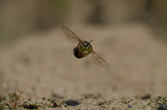 FE 100mm F2.8 Macro GM OSS,SEL100M28GM,マクロレンズ