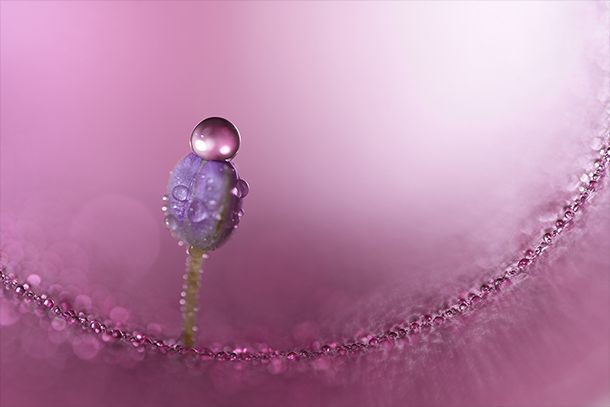 FE 100mm F2.8 Macro GM OSS,SEL100M28GM,マクロレンズ,スペックレビュー