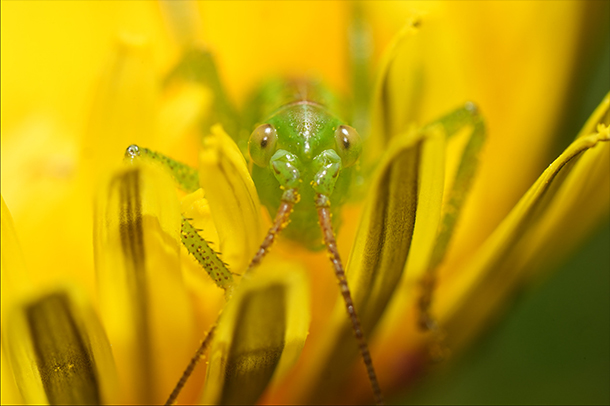 FE 100mm F2.8 Macro GM OSS,SEL100M28GM,マクロレンズ,スペックレビュー