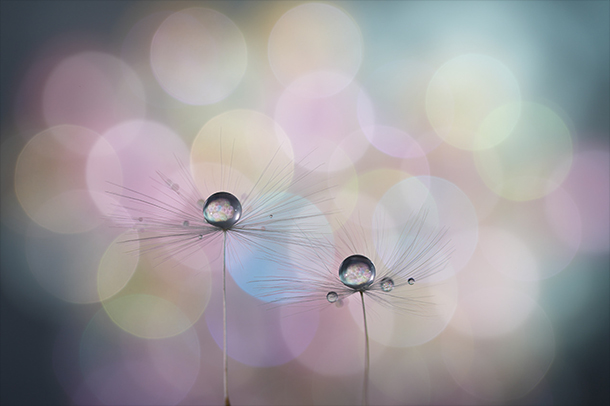 FE 100mm F2.8 Macro GM OSS,SEL100M28GM,マクロレンズ,スペックレビュー