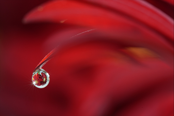 FE 100mm F2.8 Macro GM OSS,SEL100M28GM,マクロレンズ,スペックレビュー