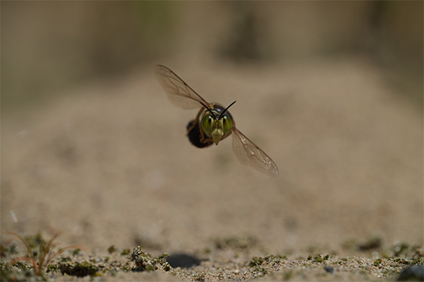 FE 100mm F2.8 Macro GM OSS,SEL100M28GM,マクロレンズ,スペックレビュー
