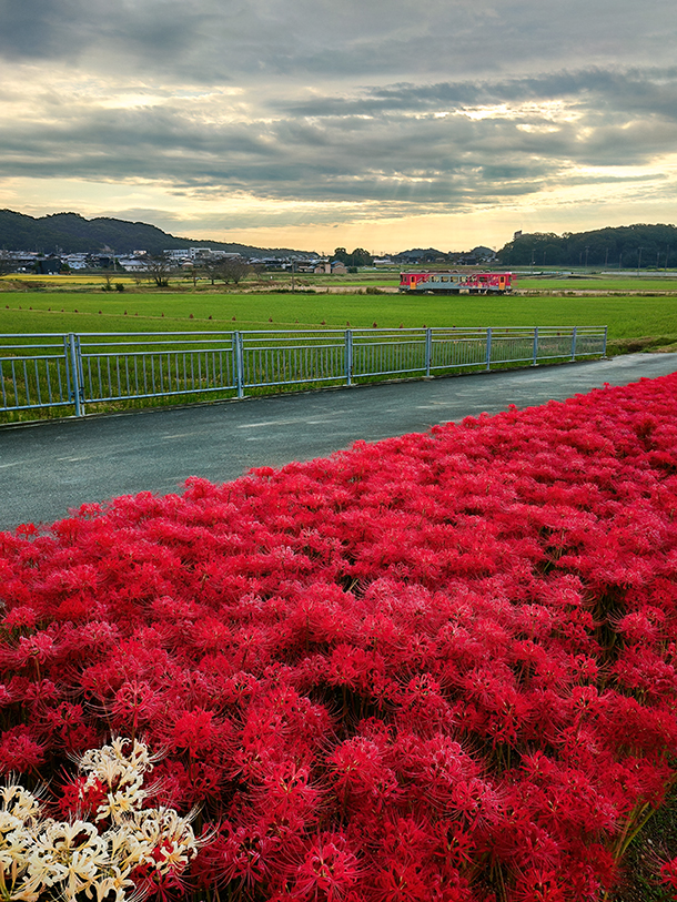 Xperia 10 VII,XQ-FE44,SIMフリー,実機レビュー