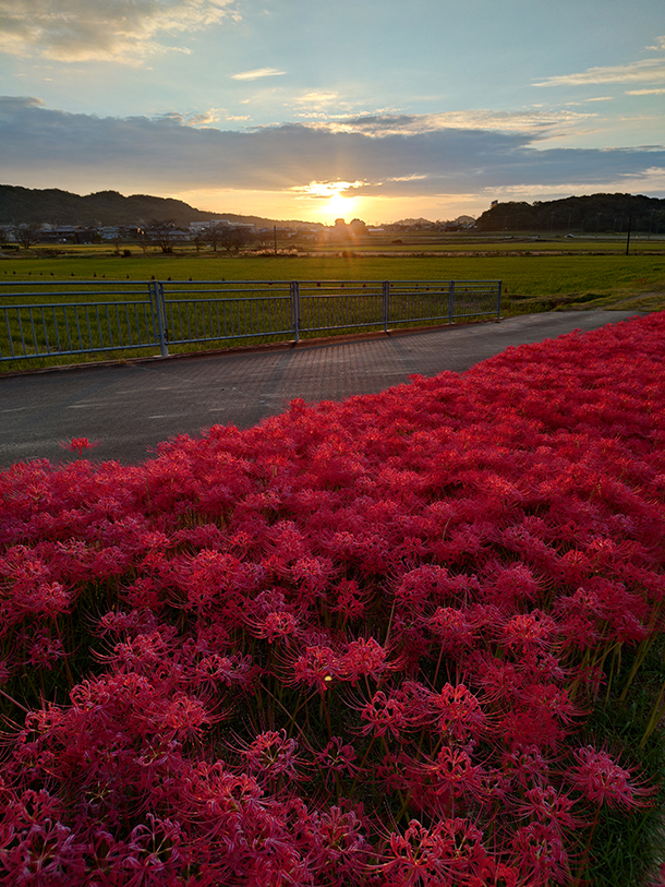 Xperia 10 VII,XQ-FE44,SIMフリー,実機レビュー