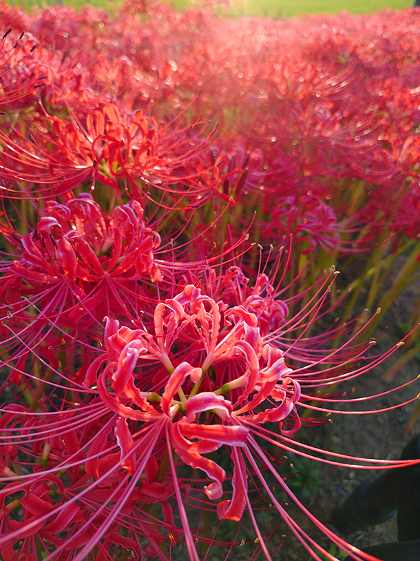 Xperia 10 VII,XQ-FE44,SIMフリー,実機レビュー