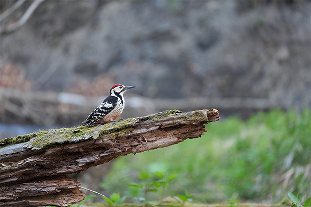 SEL100400,FE 100-400mm F5.6-8 OSS,望遠レンズ,sony,ソニーストア