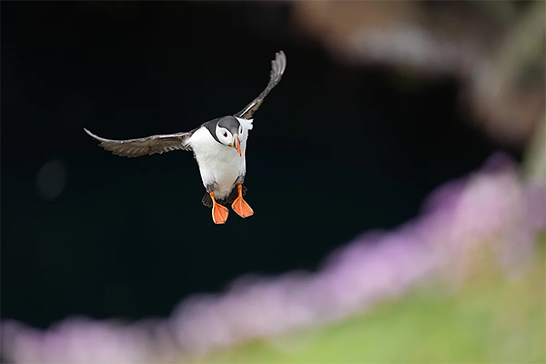 SEL400F45GM,望遠単焦点レンズ,FE 400mm F4.5 GM,ソニーストア