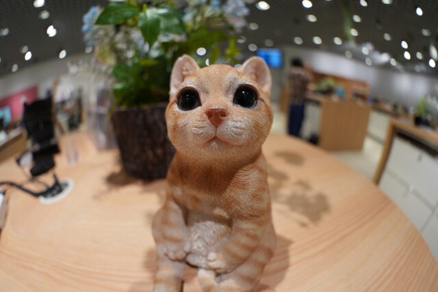 SEL814G,FE 8ｓｖ-14mm F3.5 G Fisheye,魚眼レンズ,フィッシュアイ,ソニーストア,sony